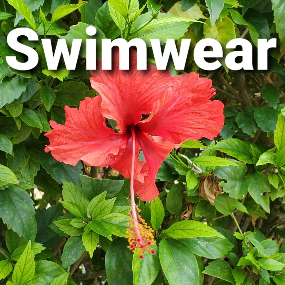Swimwear